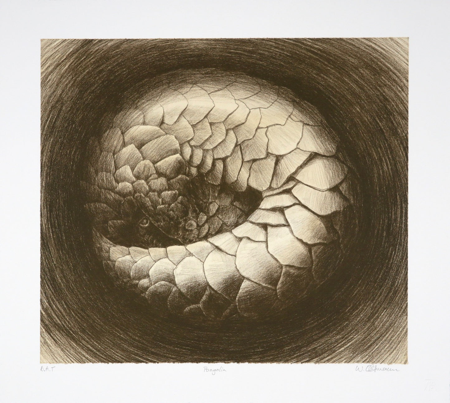 Pangolin